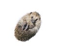 Forest wild hedgehog Royalty Free Stock Photo