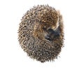 Forest wild hedgehog Royalty Free Stock Photo