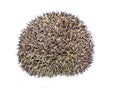 Forest wild hedgehog Royalty Free Stock Photo