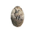 Forest wild hedgehog isolated Royalty Free Stock Photo
