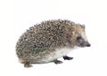 Forest wild hedgehog isolated Royalty Free Stock Photo