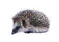Forest wild hedgehog isolated Royalty Free Stock Photo