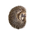 Forest wild hedgehog isolated Royalty Free Stock Photo