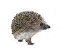 Forest wild hedgehog isolated Royalty Free Stock Photo