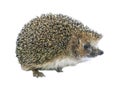 Forest wild hedgehog isolated Royalty Free Stock Photo