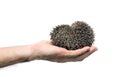 Forest wild hedgehog Royalty Free Stock Photo