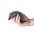 Forest wild hedgehog on the palm Royalty Free Stock Photo