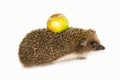 Forest wild hedgehog Royalty Free Stock Photo