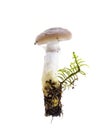 Forest wild inedible mushroom on white background