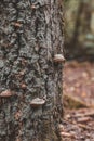 Forest. Wild forest. Natural. Calm lifestyle. Back to nature. Vertical format