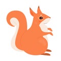 Forest wild squirrel animal