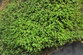 Anomodon moss grows on the stone in the forest Royalty Free Stock Photo