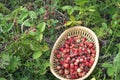 Forest wild strawberries lies on a plate, which stands on the green grass amidst growing strawberries Royalty Free Stock Photo