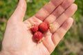 Forest wild strawberry berries on the palm