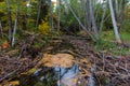 Forest Wilderness At Hartwick Pines State Park Royalty Free Stock Photo