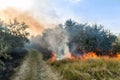 Forest wildfire. Burning field of dry grass and trees. Heavy smoke against blue sky. Wild fire due to hot windy weather