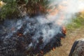 Forest wildfire. Burning field of dry grass and trees. Heavy smoke against blue sky. Wild fire due to hot windy weather