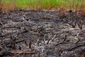 Forest wildfire. Burning field of dry grass and trees. Wild fire due to hot windy weather. Ashes of the burnt grass. Close up Royalty Free Stock Photo