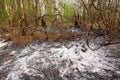 Forest wildfire. Burning field of dry grass and trees. Wild fire due to hot windy weather. Ashes of the burnt grass. Close up Royalty Free Stock Photo