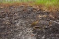 Forest wildfire. Burning field of dry grass and trees. Wild fire due to hot windy weather. Ashes of the burnt grass. Close up Royalty Free Stock Photo