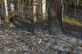 Forest wildfire. Burning field of dry grass and trees. Wild fire due to hot windy weather. Ashes of the burnt grass. Close up Royalty Free Stock Photo