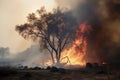 Forest in wildfire caused the intense summer heat