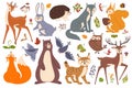 Forest wildlife animals and birds, cute woodland animal. Deer, fox, bear, squirrel, hedgehog, wolf, rabbit. Forest