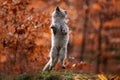 Forest wildlife. Cute jump Arctic Fox, Vulpes lagopus, at orange autumn forest leaves. Wildlife scene from nature. Animal in