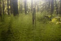 forest wildlife dew drops grass leaves trees horsetail field rain