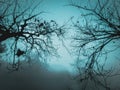 Forest wildlife photography background wallpaper haunted dangerous trees nature