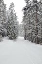 Forest in winter Royalty Free Stock Photo