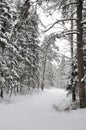 Forest in winter Royalty Free Stock Photo