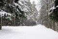 Forest in winter Royalty Free Stock Photo