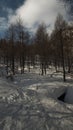 forest during winter in alpe devero Royalty Free Stock Photo