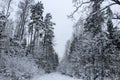 Forest in winter Royalty Free Stock Photo