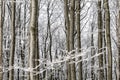 Winter forest with trees covered in snow and frost Royalty Free Stock Photo