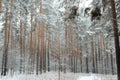 Forest in winter is completely frozen in russia. Temperature is -30ÃÂ°C and everything is white and slow