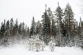 Forest in winter is completely frozen in russia. Temperature is -30ÃÂ°C and everything is white and slow