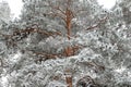 Forest in winter is completely frozen in russia. Temperature is -30ÃÂ°C and everything is white and slow