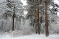 Forest in winter is completely frozen in russia. Temperature is -30ÃÂ°C and everything is white and slow