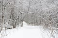 Forest in winter is completely frozen in russia. Temperature is -30ÃÂ°C and everything is white and slow