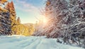 Forest in winter covered by snow. pine trees under sunlight. wintry scene with colorful sky. road in the forest Royalty Free Stock Photo
