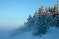 Forest in winter covered by snow. Winter pines in the fog.