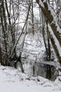 Forest in winter at the Creek