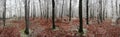 Forest winter 360 degrees panorama