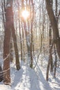 Forest in winter. The edge of a snow-covered forest with rows of tall dark bare birches and fluffy firs.