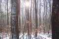 Forest in winter. The edge of a snow-covered forest with rows of tall dark bare birches and fluffy firs. Royalty Free Stock Photo