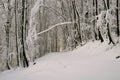 Forest in winter