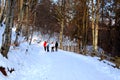 Forest in winter. Landscape in Poiana Brasov and Salomon stones. Road to the winter station. Royalty Free Stock Photo