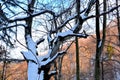 Forest in winter. Landscape in Poiana Brasov and Salomon stones. Road to the winter station. Royalty Free Stock Photo